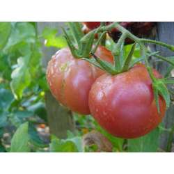 plant tomate ancienne rouge...